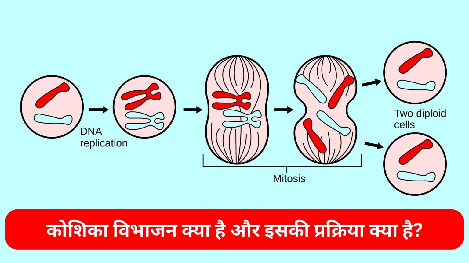 कोशिका विभाजन क्या है और इसकी प्रक्रिया क्या है? कोशिका विभाजन क्या है और इसकी प्रक्रिया क्या है?