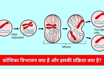 कोशिका विभाजन क्या है और इसकी प्रक्रिया क्या है? कोशिका विभाजन क्या है और इसकी प्रक्रिया क्या है?